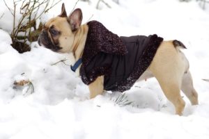 migliore-cappotto-invernale-per-cani