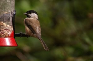 IBorn Mangiatoia Per Uccelli In Metallo Stile Lanterna - Grande Tetto 18 Cm, Capacità 1.1 Kg, Antiscolattolo, Per Esterno Giardino