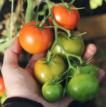Come innaffiare i pomodori – Trucchi e consigli