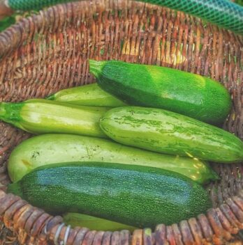 Coltivare le zucchine – Guida completa