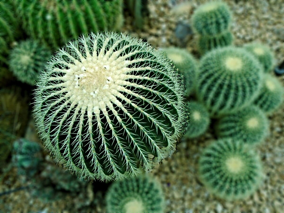 Aztekium: caratteristiche, coltivazione e propagazione