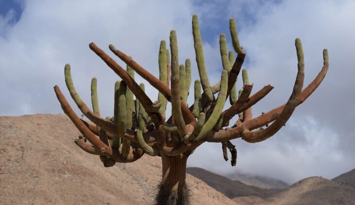 Browningia: caratteristiche e coltivazione
