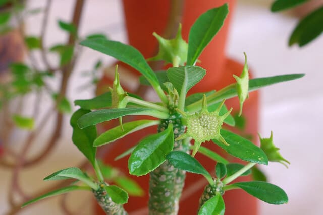 Dorstenia-Foetida-caratteristiche