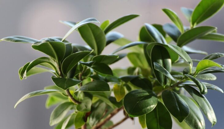 Dorstenia foetida: caratteristiche, coltivazione e cura
