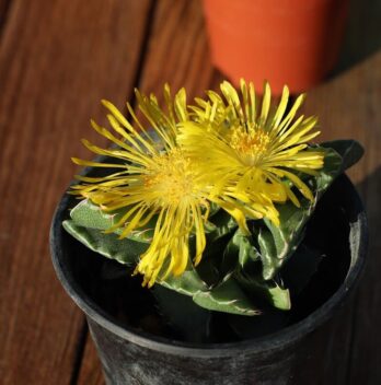 Faucaria: caratteristiche, coltivazione e cura