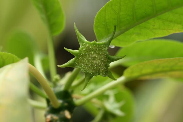 Irrigazione-della-Dorstenia-Foetida