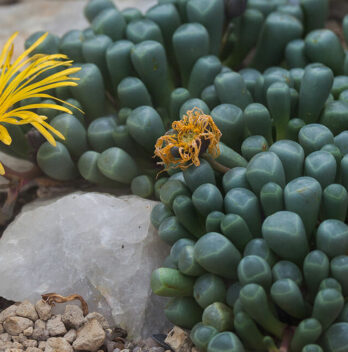 Fenestraria: caratteristiche, coltivazione e cura