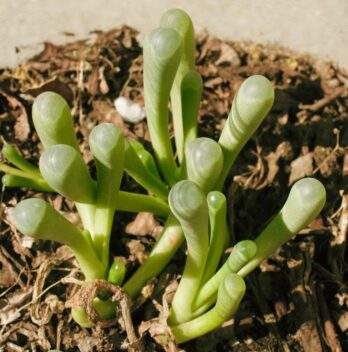 Fenestraria aurantiaca: caratteristiche, coltivazione e cura